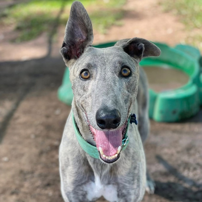 Photo of Christopher The Greyhound