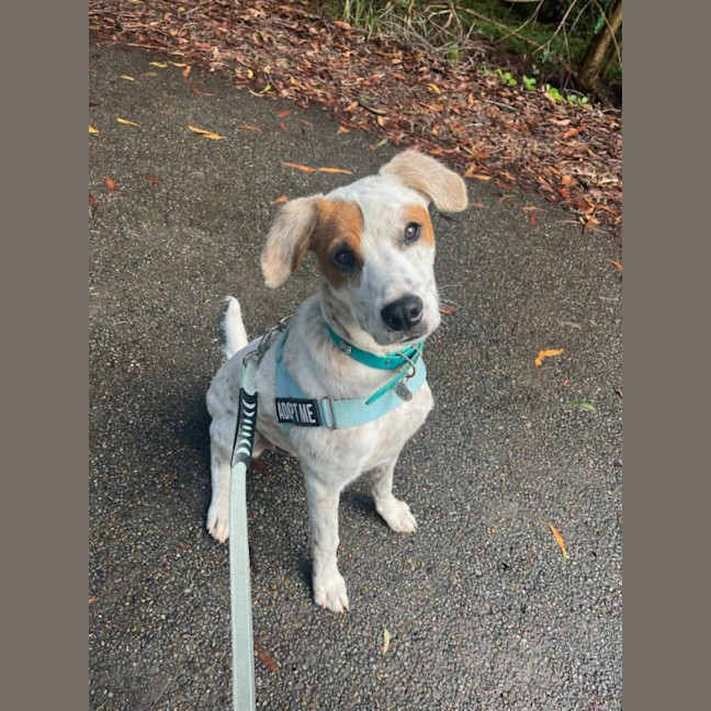 Photo of Colt