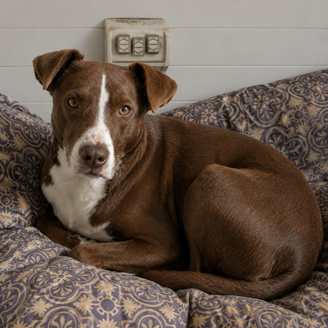 Photo of Bella