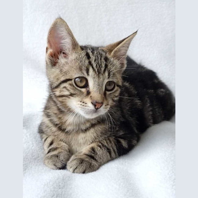 Photo of Houdini