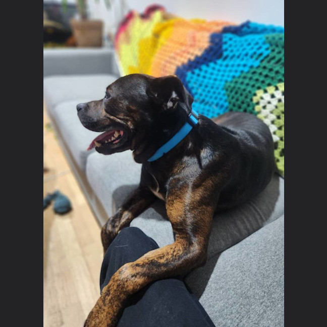 Photo of Roger *$250 Adoption Fee*