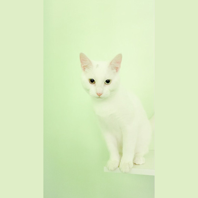 Photo of Snowy
