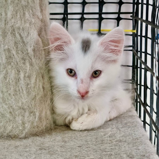 Photo of Captain Fantastic