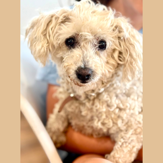 Photo of Beau (Beau And Angel) 