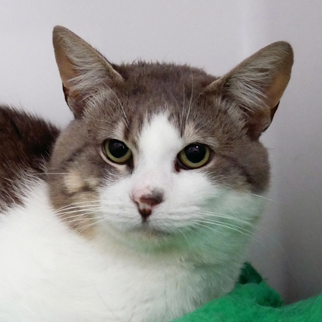 Photo of Leo Sta014385