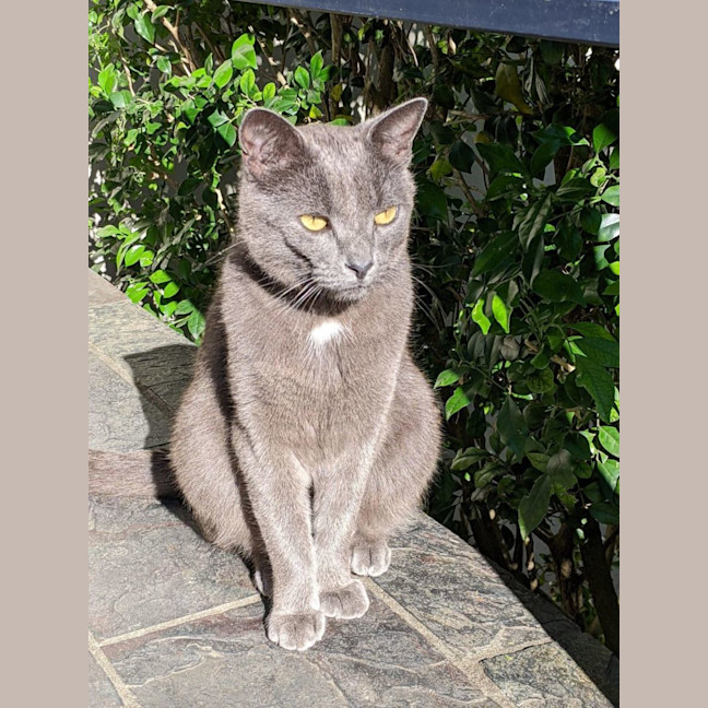 Photo of Teddy