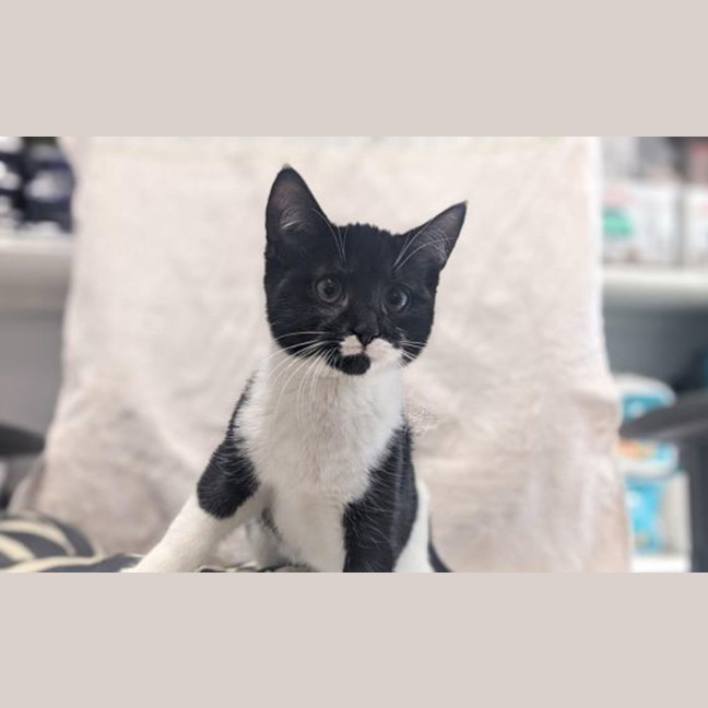 Photo of Artemis