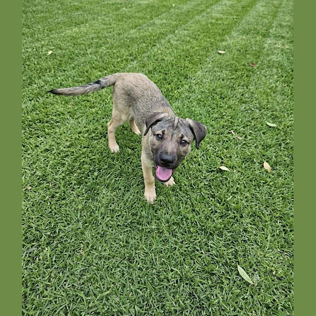 Photo of Bandit
