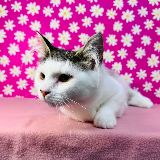 Photo of Edith   Located In Brunswick East