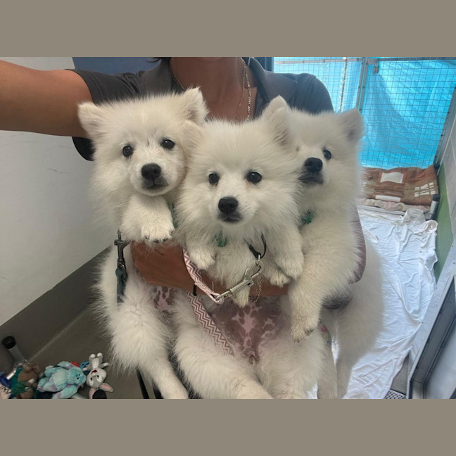 Photo of Scooby Gang