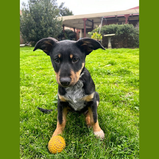 Photo of Narla