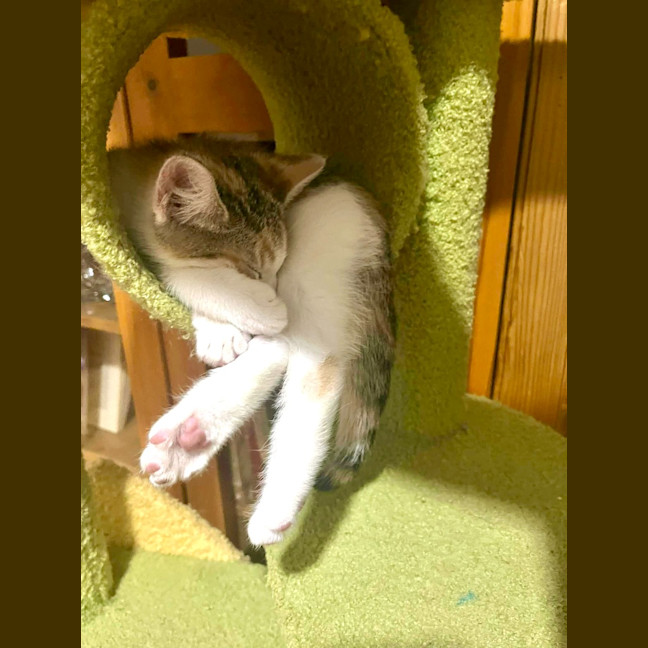 Photo of Kit Kat