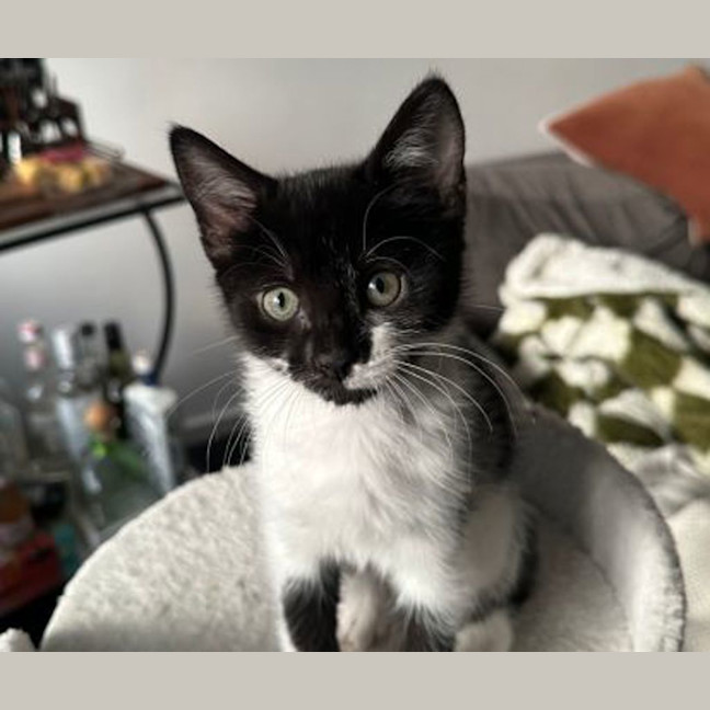 Photo of Poppy