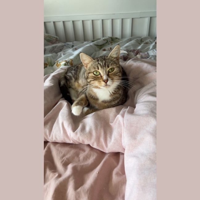 Photo of Chai 