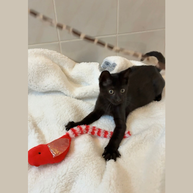 Photo of Merlin