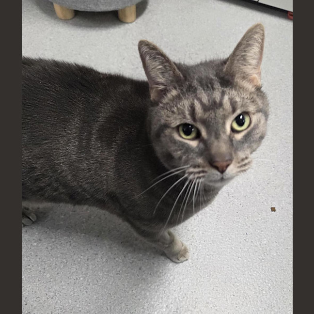 Photo of Sox