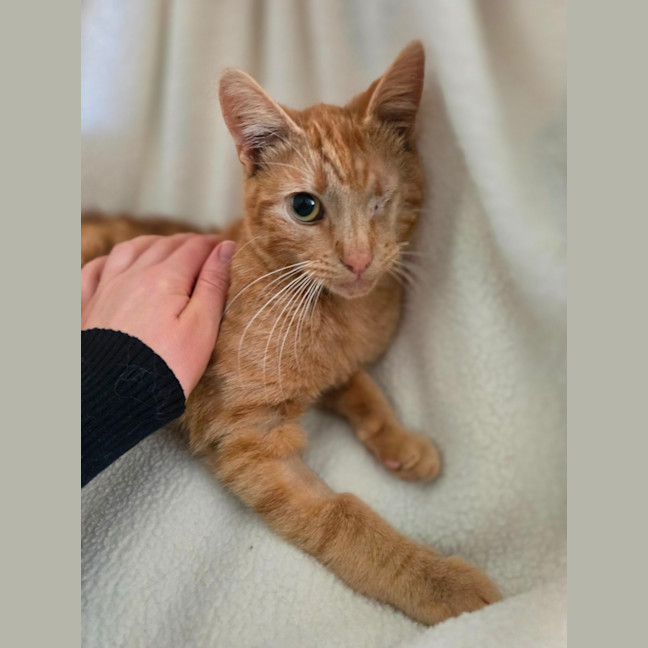 Photo of Saffron 🧡