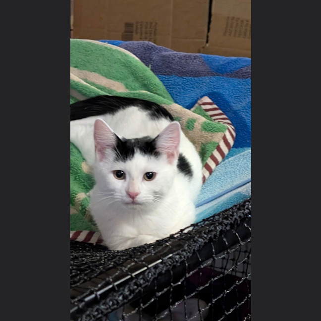 Photo of Diva