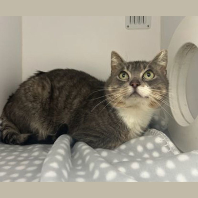 Photo of Mischief