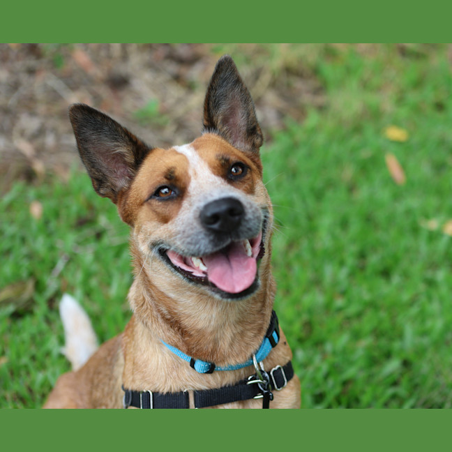 Photo of Pepsi
