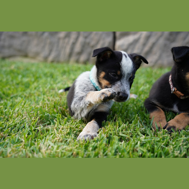 Photo of Roo   7 Week Old Cattle Dog X Kelpie