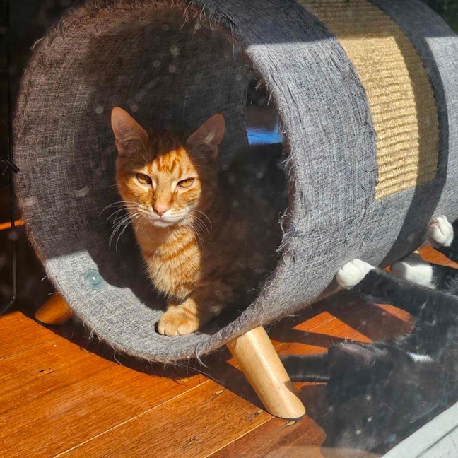 Photo of Pablo   Located In Melton South