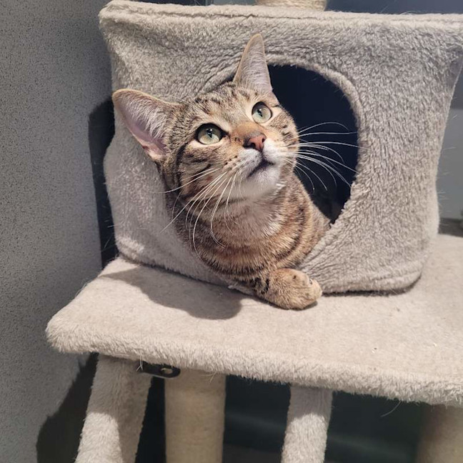 Photo of Felix