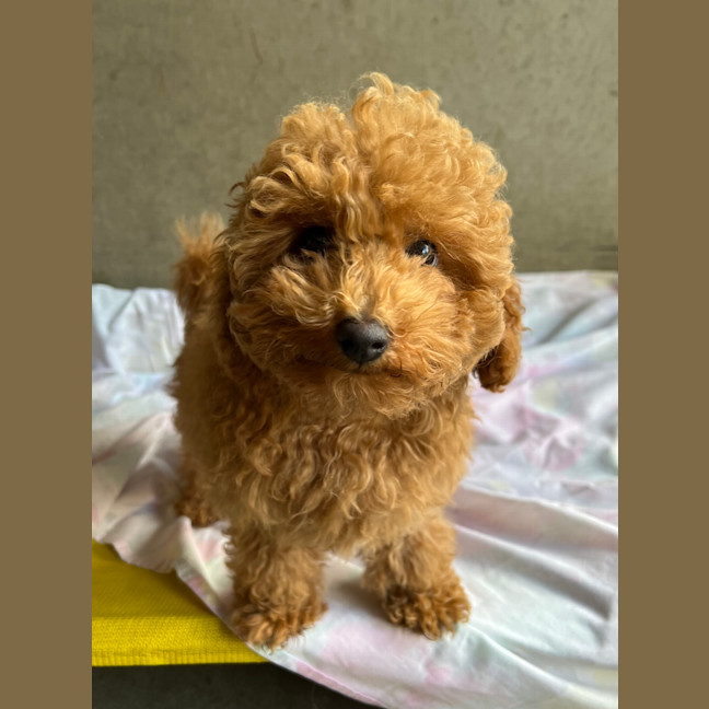 Photo of Chewy