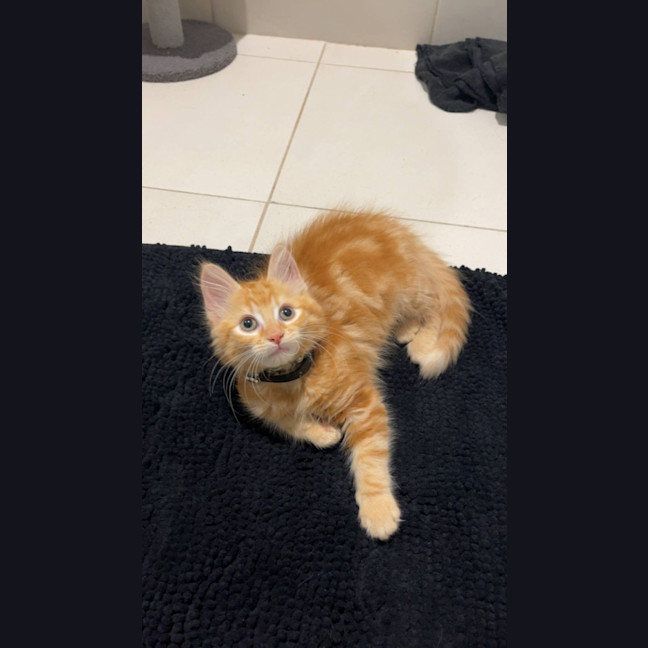 Photo of Matzo   Located In Pakenham