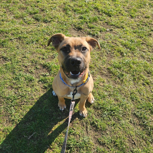 Photo of Willow (66766)