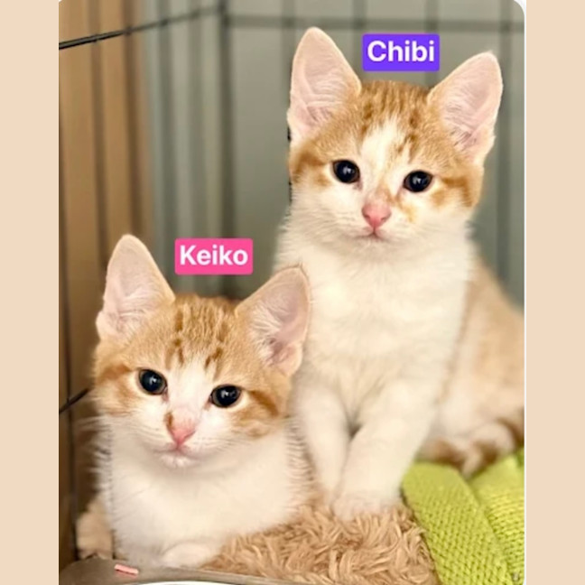 Photo of Keiko & Chibi