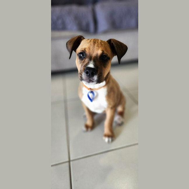 Photo of Lilly   3 Month Old Kelpie X Staffy