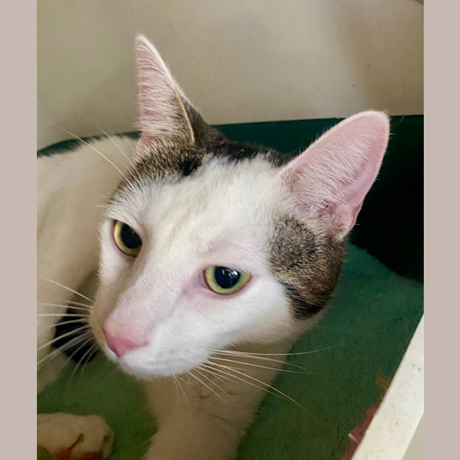 Photo of Stellar Slinky