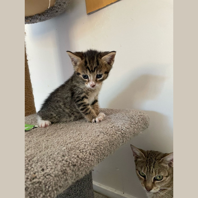 Photo of Ron (Weasley) Of Harry Potter Fame