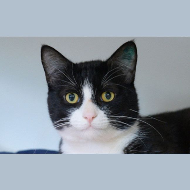Photo of Taz