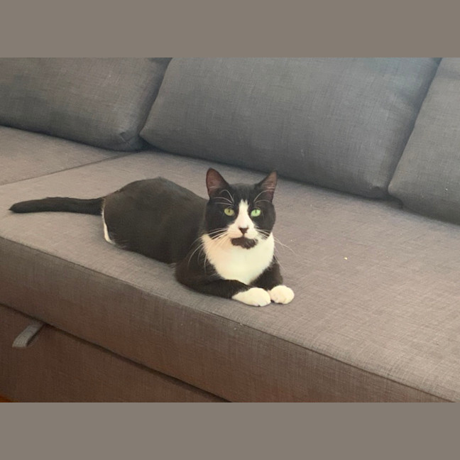 Photo of Oreo