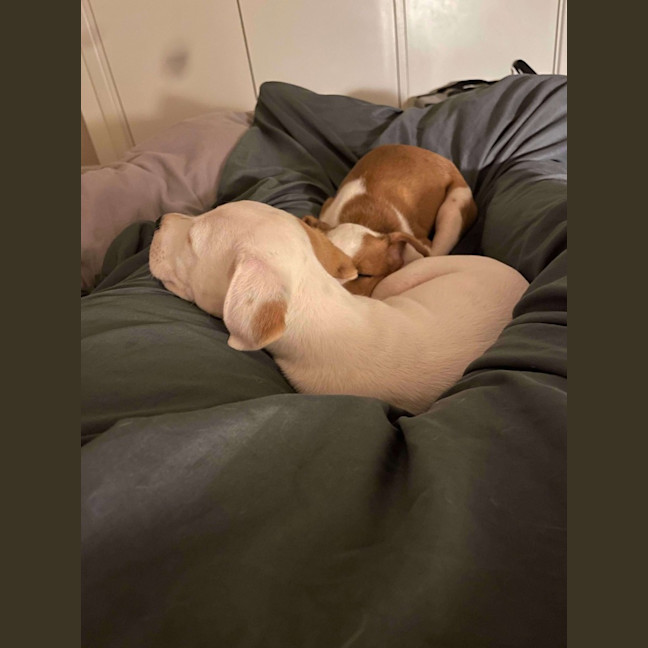 Photo of Polly