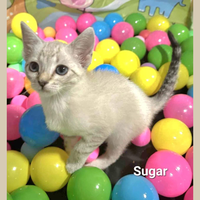 Photo of Sugar