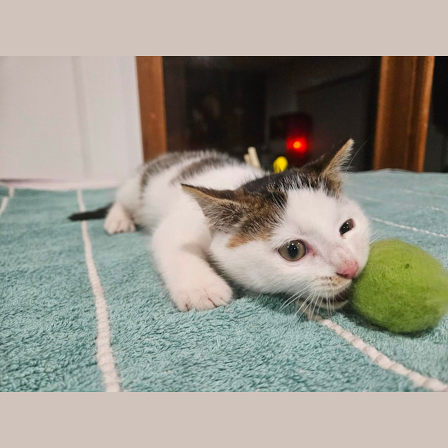 Photo of Bernie ** 2nd Chance Cat Rescue **