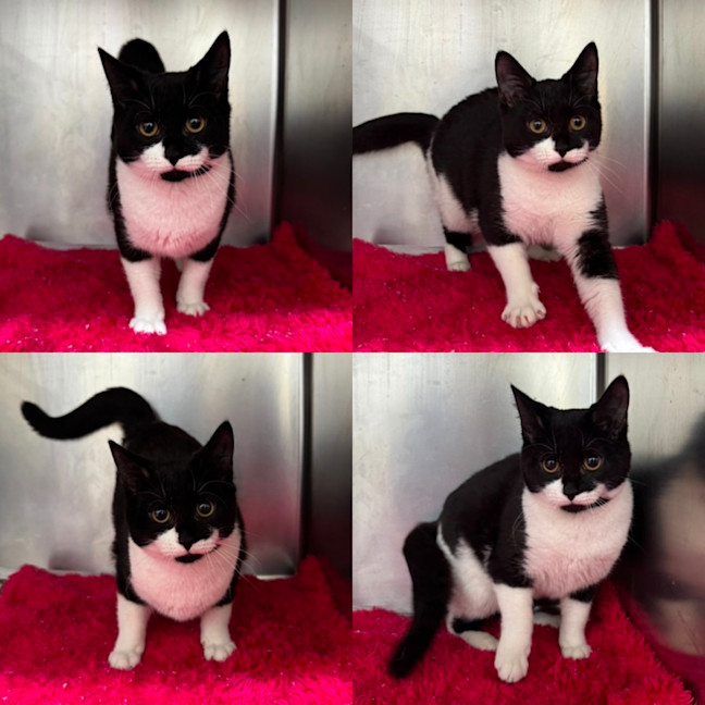 Photo of Oreo