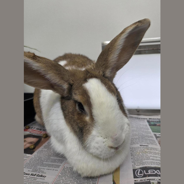 Photo of Duchess