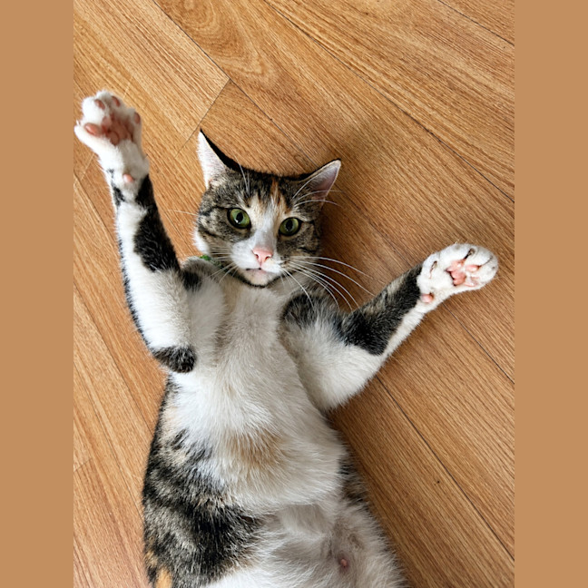 Photo of Meow Meow