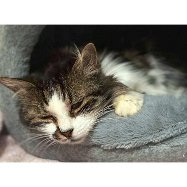 Photo of 11105   Freya