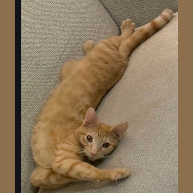 Photo of Ninja