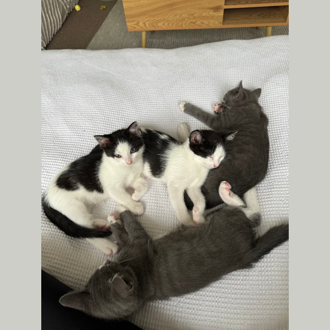 Photo of Fruit Loops