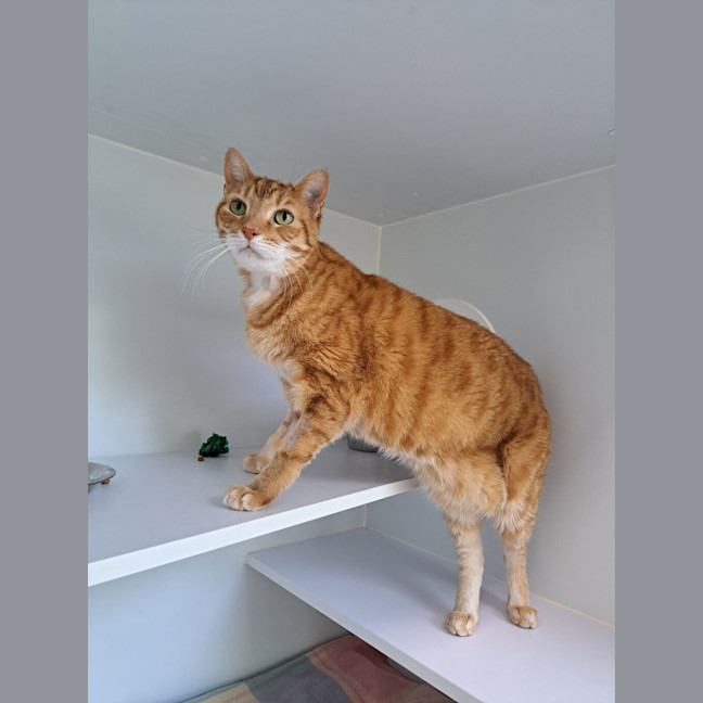 Photo of Gingerbread