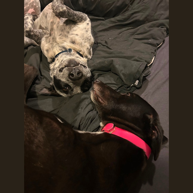 Photo of Duke   Cat Friendly 