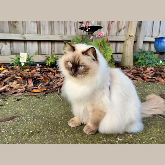 Photo of Cookie 🍪