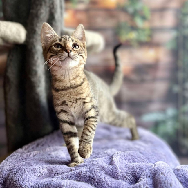 Photo of Zephyr   Meet Me At Ivanhoe East Vet Clinic