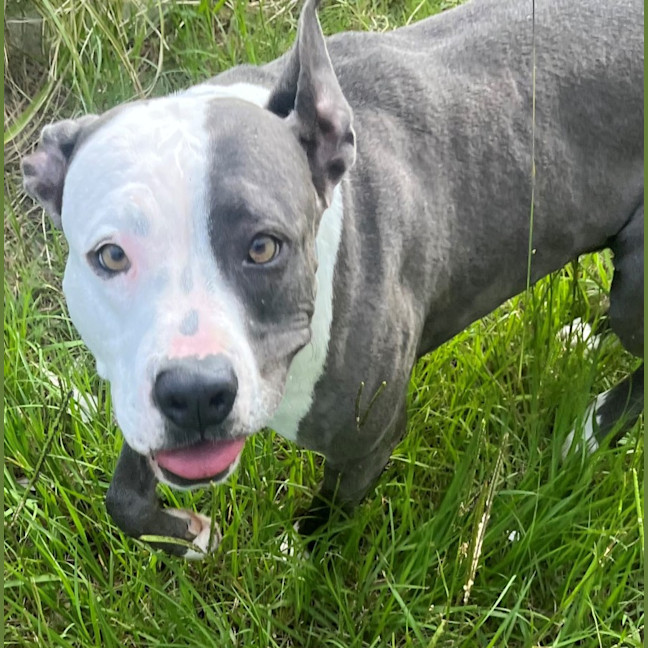 Photo of Koda (8147)